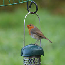 Pin Su Robins Britain S Favourite Bird