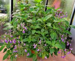 Image result for Brillantaisia cicatricosa