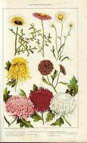 Botanical Print Of Chrysanthemums Botanical Drawings Flower Images Vintage Botanical Prints