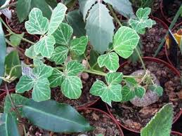 Image result for Neorautanenia