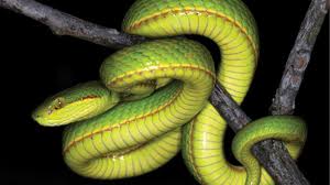 Play free online snake games at gamesxl. Scientists Name New Snake After Harry Potter S Salazar Slytherin Ecowatch