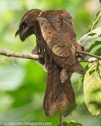 Frogmouth species photo gallerythe large frogmouth (batra. Zul Ya Birds Of Peninsular Malaysia Large Frogmouth