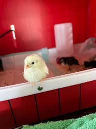 Jerry's Serama Chick Formula & Chick Grit