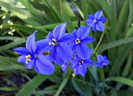 Image result for Aristea ecklonii