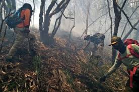 Kawasan hutan desa setianegara memiliki hawa yang sejuk serta beragam flora dan fauna yang bisa kamu nikmati. 75 Hektare Lahan Di Gunung Ciremai Terbakar Kumparan Com