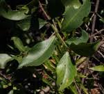Image result for Garcinia huillensis