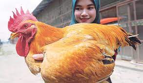 Ayam kampung adalah istilah yang diberikan kepada ayam yang dipelihara secara lepas atau bebas. Potensi Ayam Kampung Kacuk
