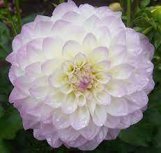 Eveline Dahlias By Flower Name Flower Names Flowers Dahlia