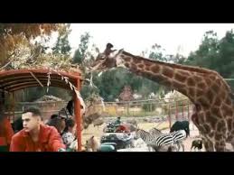 Gracias a su asistencia ayudamos a conservar nuestra querida fauna. Video Rancaguazoo