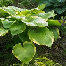 Hosta winter care 7 tips to prepare hostas for the. Hosta Winter Snow Dorset Perennials
