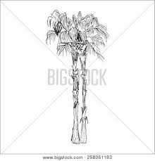In the early 70's it was the seifrizii palm. Isolated Sketched Vector Photo Free Trial Bigstock