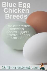 Mixing Chicken Breeds For Egg Color