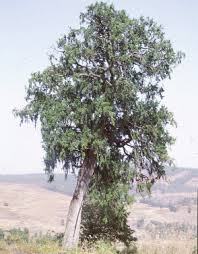 Image result for Maerua aethiopica