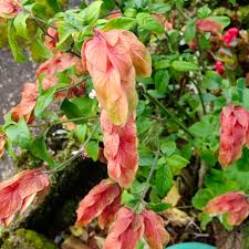 Image result for Justicia incana