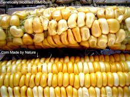 The controversy over genetically modified (gm) foods continues. Contemporary Issue 1 Gm Food S Pros And Cons Abbygayletmj