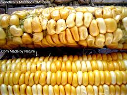 Moreover, if a country's diet is severely lacking in a particular nutrient, genetic modification is likely to help battle malnutrition with fruit or vegetables that are high in exactly what is needed. Contemporary Issue 1 Gm Food S Pros And Cons Abbygayletmj