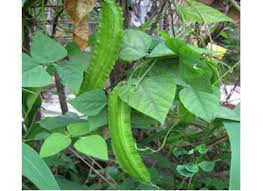 Image result for Psophocarpus lancifolius