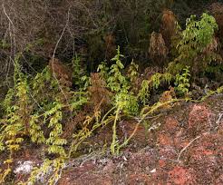 Image result for Lycopodiella cernua