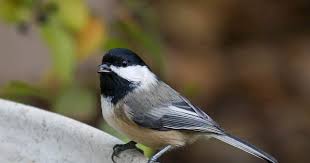 Black And White Spotted Bird In Michigan Common Backyard Birds In Michigan Lists Photos Id What Birds Are In My Backyard