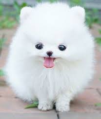 Teacup Pomeranians 101 Mom Me Cute Fluffy Dogs Cute Baby Animals Baby Animals