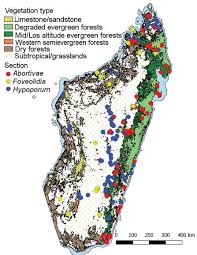 Image result for Scleria bambariensis