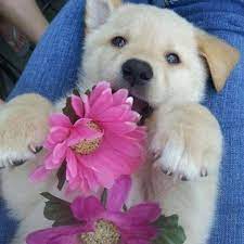 We do everything in our power to rescue, care for, and find loving homes for animals that need it most. Puppy Love Pet Rescue Accueil Facebook