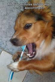 Tgif 36 Funny Memes To Get Your Day Going Dogmemes Funny Pictures Animals Animal Memes