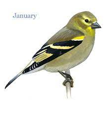 Status and management of neotropical migratory birds. The Annual Plumage Cycle Of A Male American Goldfinch Sibley Guides
