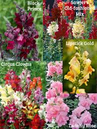 Das löwenmäulchen | die löwenmäulchen. Lowenmaulchen Snapdragons Pflanzen Blumen Garten
