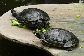 Why My Red Eared Slider Is Not Eating The Turtle Hub