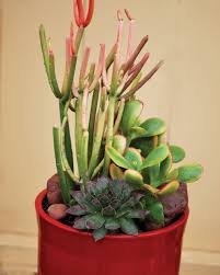 Cactus and succulent journal features articles about cacti and other succulent plants and is meant for professionals and hobbyists alike. Succulents In The Spotlight Garden Center Magazine