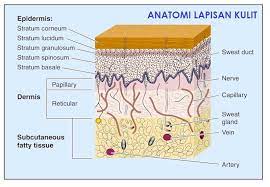 Keratinosit menghasilkan keratin dan sitokin sebagai respons terhadap. Krim Untuk Jeragat Berasaskan Bahan Semulajadi Ohcantik Com