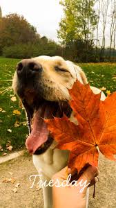 Pin By Paper Faces Beril Oke Gulen On Otono 3 Happy Dogs Cute Animals Animals And Pets
