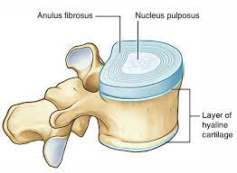 From wikipedia, the free encyclopedia. Hyaline Cartilage Earth S Lab