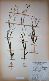 Image result for Emilia schinzii