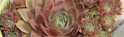 Chicken hen metal plant pot garden home ornament bird flower holder planter. Care For Potted Hens And Chicks Over Winter Melinda Myers