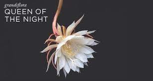 Grandiflora Queen Of The Night Fragrance Review Fragrance Planting Flowers Queen