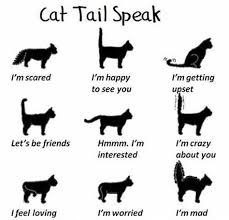 Now I Can Understand What My Owner Thinks About Me 9gag Kedi Kedileri Seviyorum Kediler Ve Yavrulari