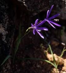 Image result for Zygotritonia atropurpurea