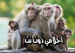 Maybe you would like to learn more about one of these? ØªÙØ³ÙŠØ± Ø­Ù„Ù… Ø§Ù„Ù‚Ø±Ø¯ Ù„Ù„Ù…Ø±Ø£Ø© Ø§Ù„Ù…ØªØ²ÙˆØ¬Ø© ÙÙŠ Ø§Ù„Ù…Ù†Ø§Ù… Ø§Ø­Ù„Ø§Ù…ÙŠ Ø¯ÙˆØª Ù†Øª