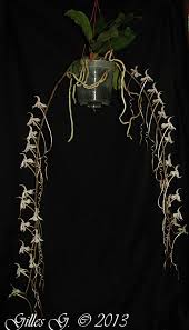 Image result for Aerangis kotschyana