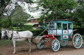 traditional horse cart pyin oo lwin myanmar cute good morning