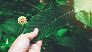 CBD vs. Kratom - pain, sleep &amp; energyCanaturaOnline Shop with cannabis related products for health and healthy lifestyle