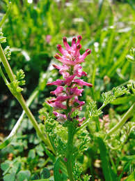 Image result for Fumaria