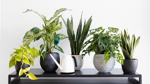 أفكار الديكور الداخلي النبات في تزيين الغرف مجلة سيدتي