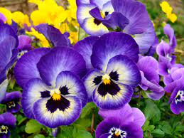 Des Idees Pour Pansy Flower Information Spot And Stripe