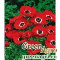 Image result for Ampelocissus abyssinica