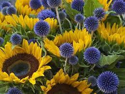 Sunflowers And Alium Sunflower Garden Beautiful Flowers Flower Garden