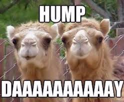 Hump day camel 45634 gifs. Pin On Hump Day