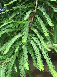 Image result for Taxodium